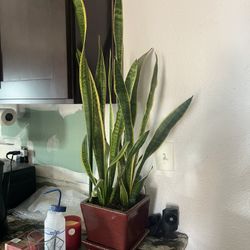 Sansevieria (Snake Plant) In Ceramic Planter