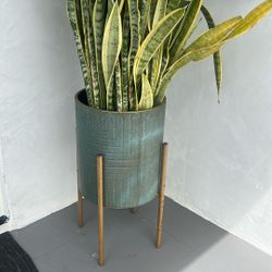 Beautiful Contemporary Planter and Snake Plant ( Medium Size) Like New!!!
