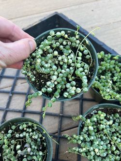 Variegated string of pearls. Come in 4” nursery pot. $10 ea or 2 for $16