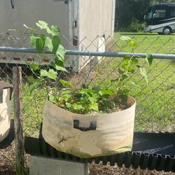 Sweet Potato Plants Or Slips