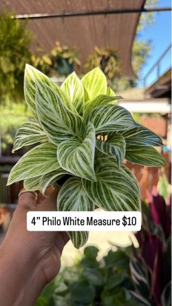 4” Philo white measure