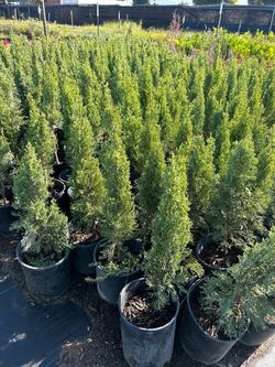 Italian cypress