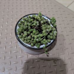 Variegated String Of Pearls