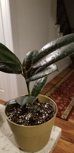 burgundy rubber tree Robust and dramatic, with large, glossy leaves. This plant is low-maintenance and durable.