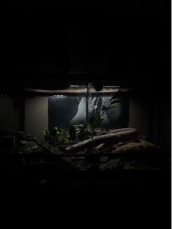 Reptile tank