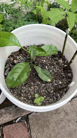 Limón