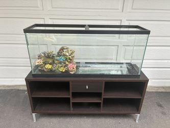 55 Gallon Fish Tank Setup
