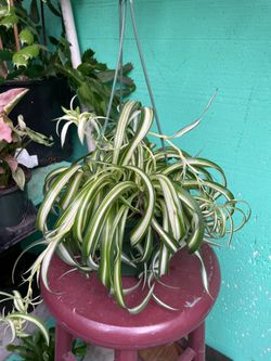 Spider plant