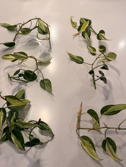 Silver Stripe (Cutting Only; lots of nodes)