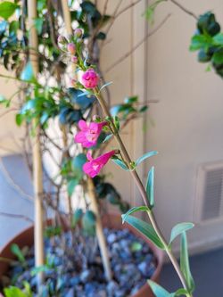 2 Plants with Pots! Jasmine and Pink Penstemon