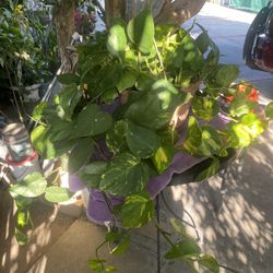 Planta De Sombra