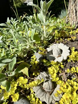Assorted Garden Plants