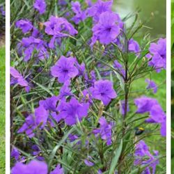 Mexican Petunias 