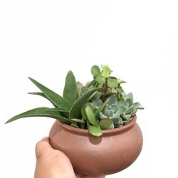 Succulent Planter