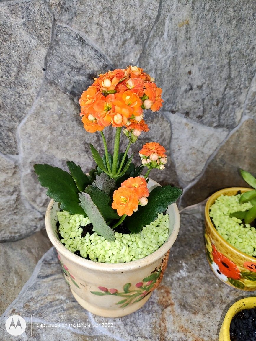 Plantas Naturales π» Natural Plants