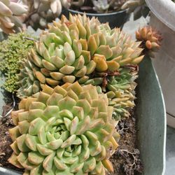 Succulents 