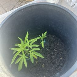 Two Lovely Flower Bud Plants ⛽️🌳