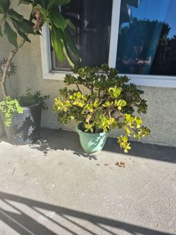 Plants