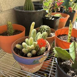 Hermosas plantas de venta