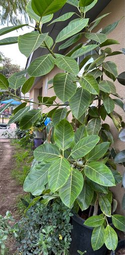 Giant Live Ficus elastica Tineke Rubber Plant