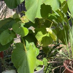 •Hierba santa acuyo Hoja Santa