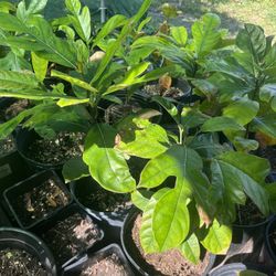 Jackfruit Trees 