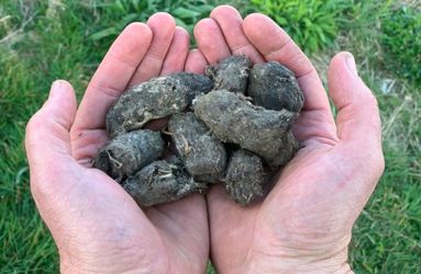 Owl pellets