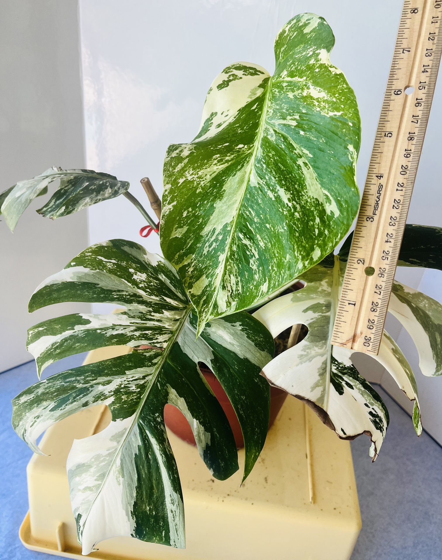 Monstera Albo Established Plant