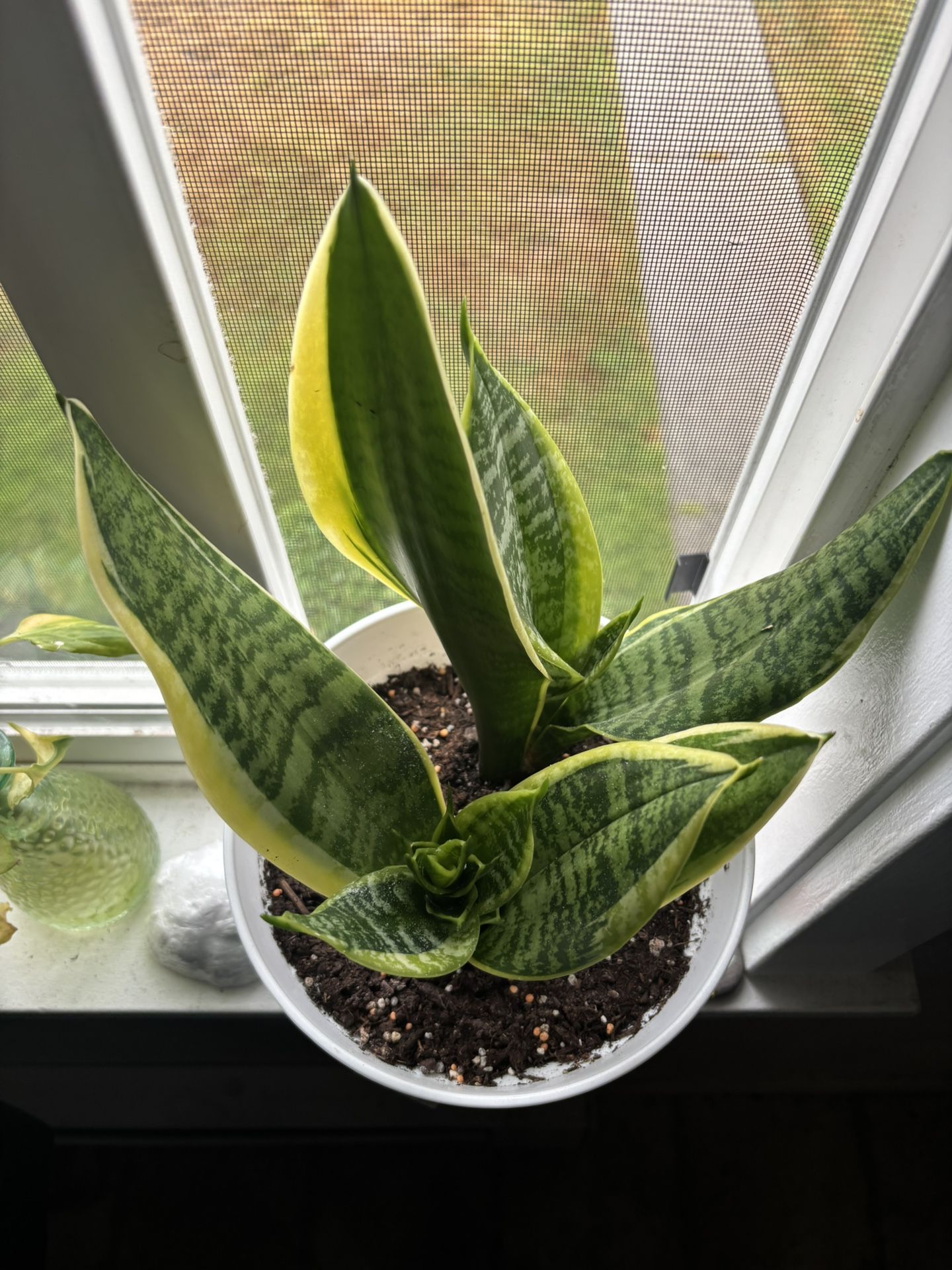 Blooming Snake Plant