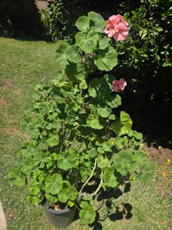 Malva/ jeranio Plant