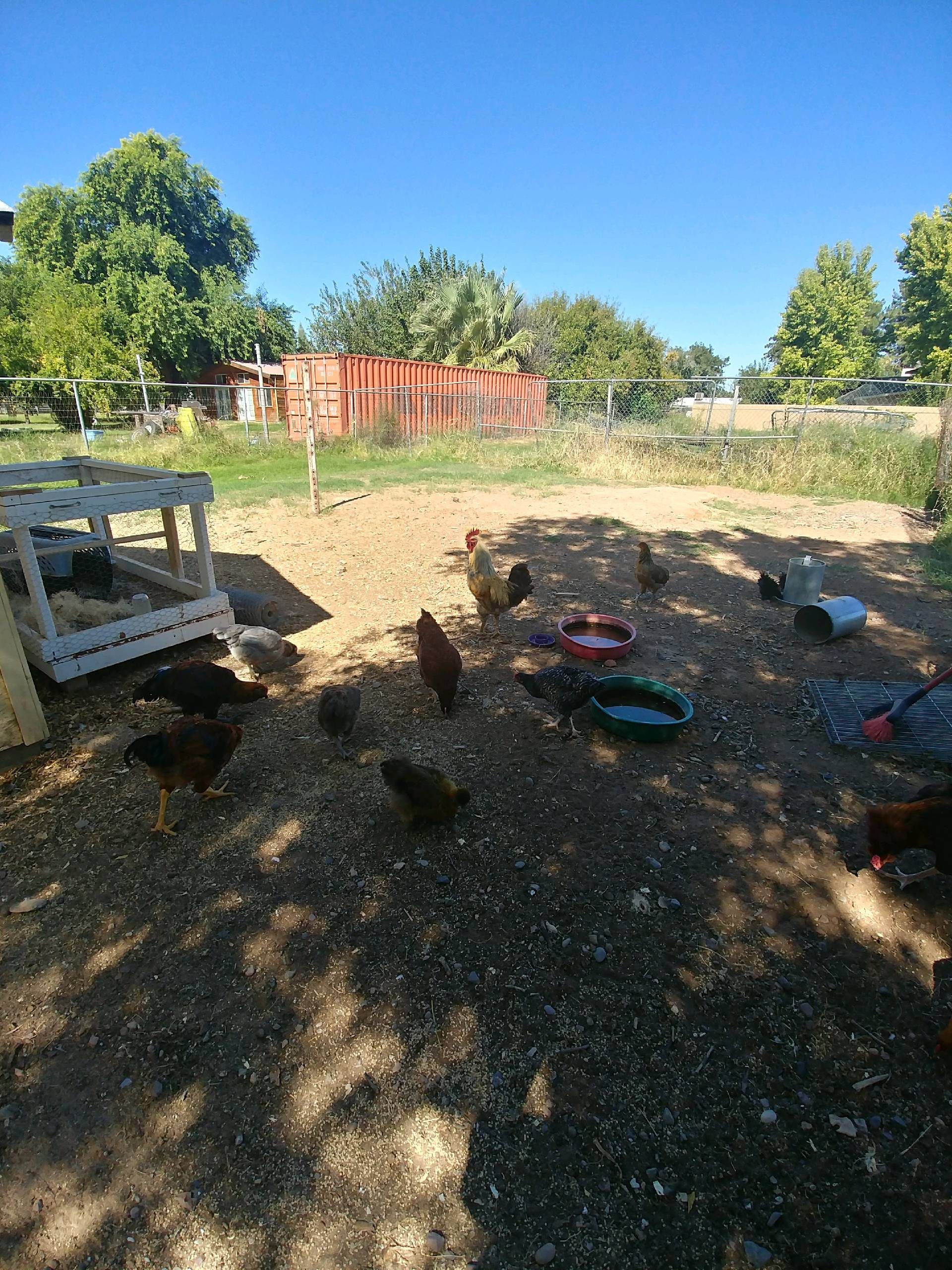 Young Roosters