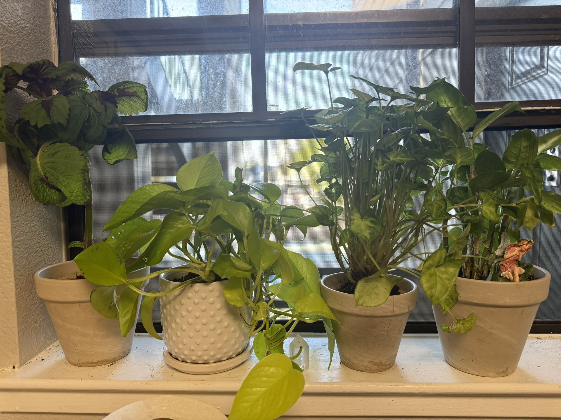 Plants For Sale