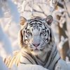 Tiger Frank