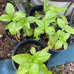 Sweet Basil