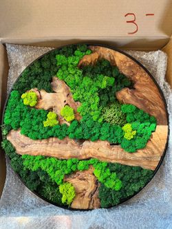 Cedar Wood And Preserved Moss Wall Decor 16x16