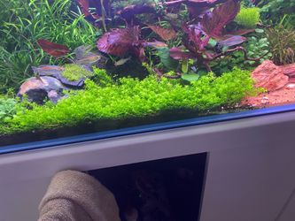 Large portions of Montecarlo grown under water
