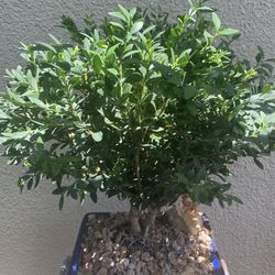 Father’s Day Gifts Bonsai Plants $50 Each Many To Choose Though