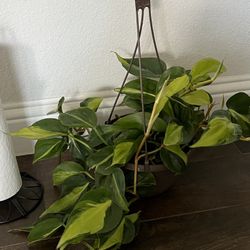 Philodendron Plant Medium Light Required 