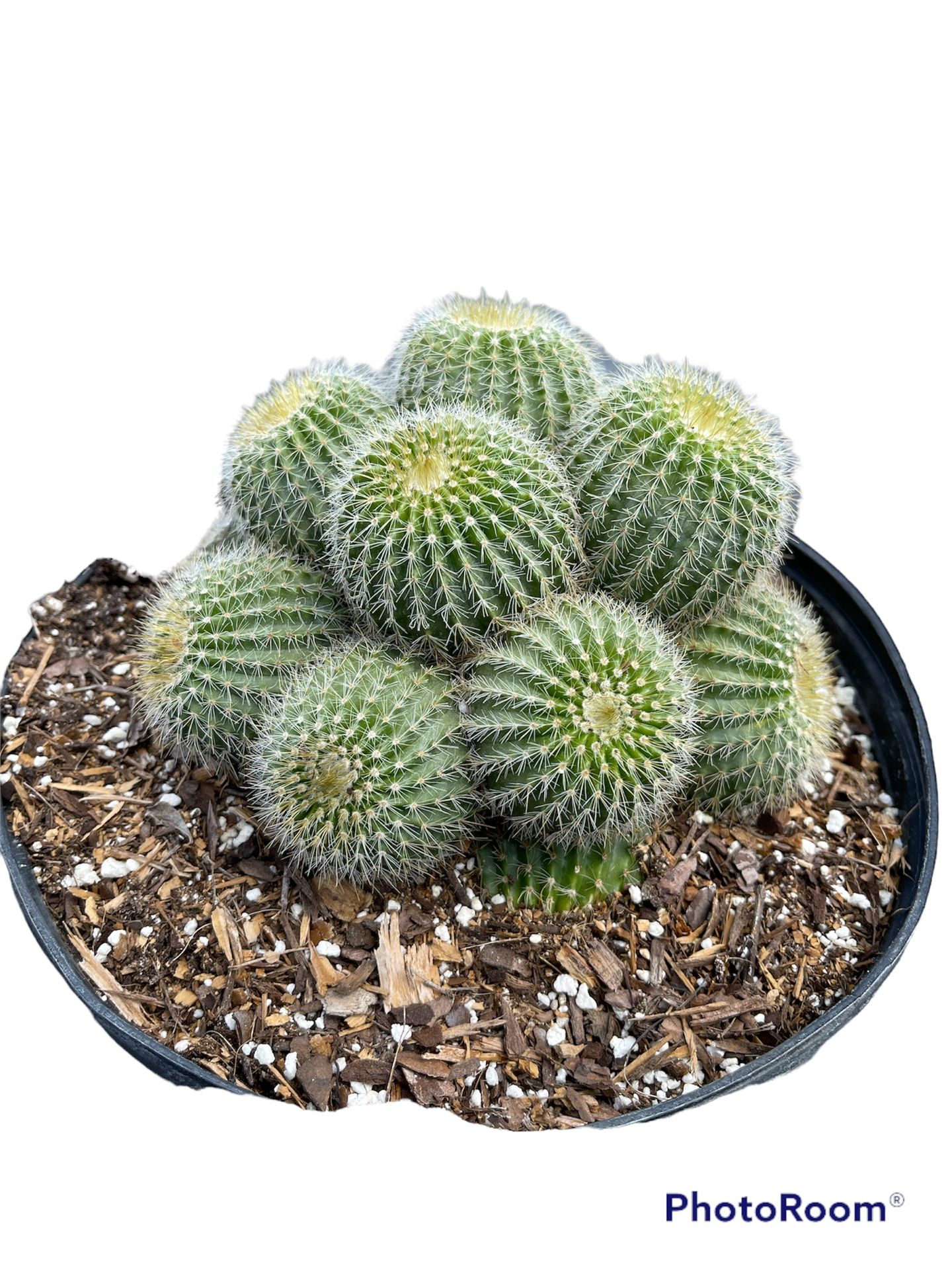 Mini Barrel Cactus - 3 Gallon