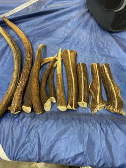  Antler Dog Chews 