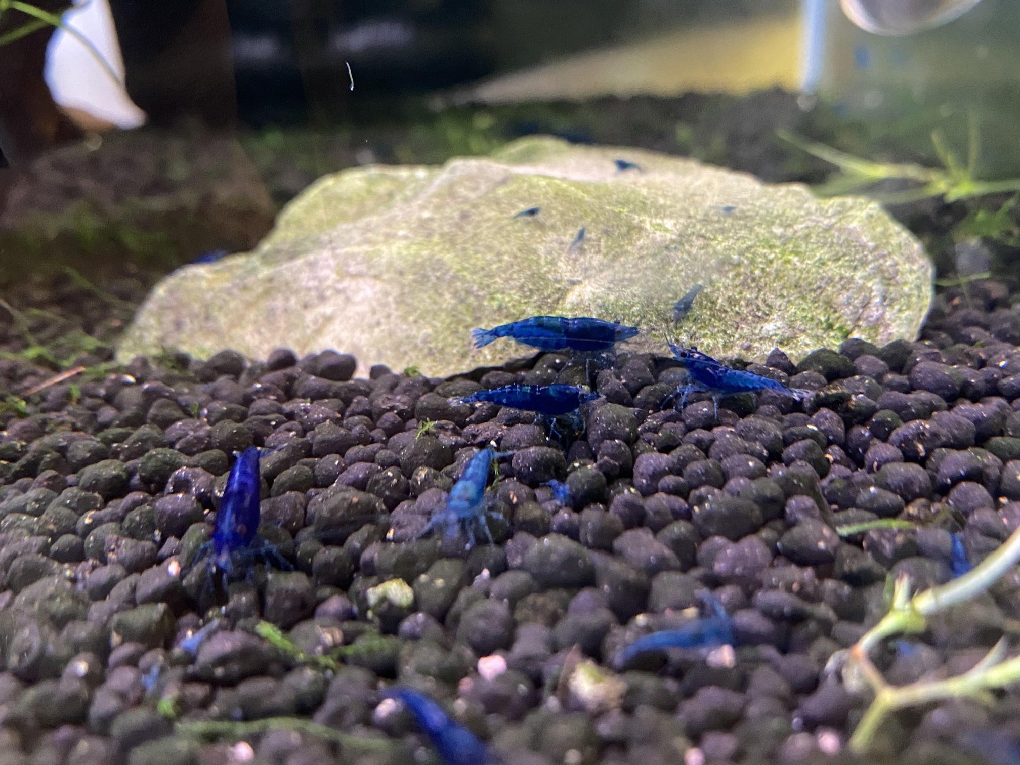 Blue Dream Fish Tank