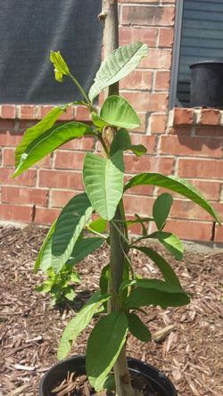 2.5 feet tall Guava plant