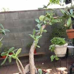 Succulent Plant/planta Jade