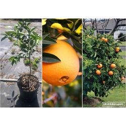 Navel Oranges Grafted Dwarf Trees 3gal 
