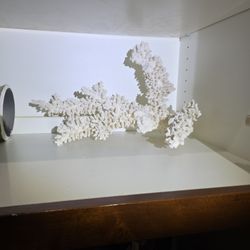 Large white coral branch