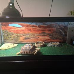 Reptile Tank With Toy