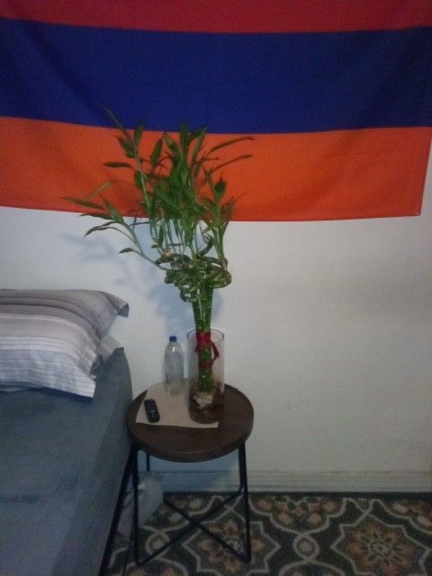 Lucky Bamboo Plant
