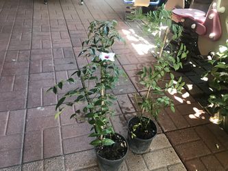 Bonita Planta Así Es La Flor Todavía No Florecen 