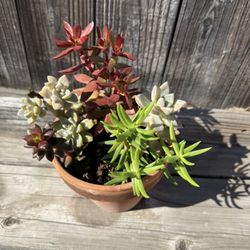 Succulents 
