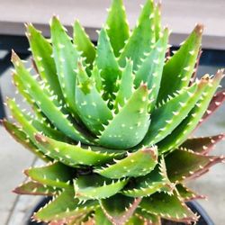 Aloe Brevifolia ( Crocodile Plant ) 🪴